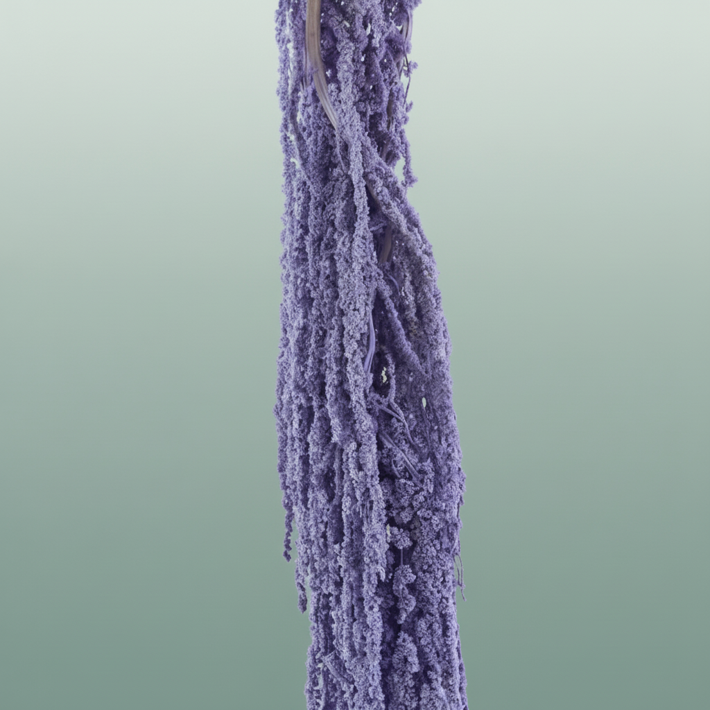 Pres Amaranthus Caud Milka