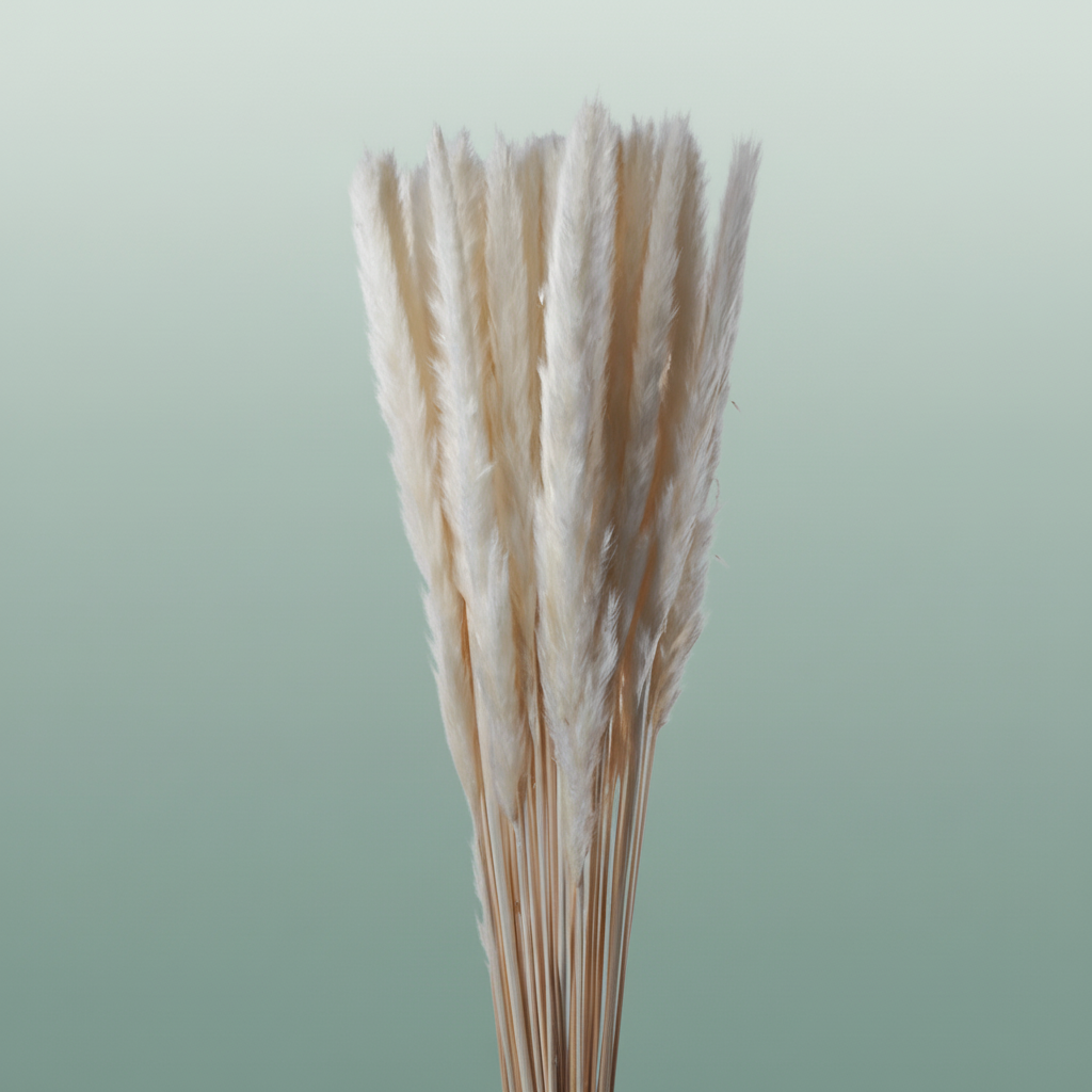Dried Bleached Cortaderia Fluffy