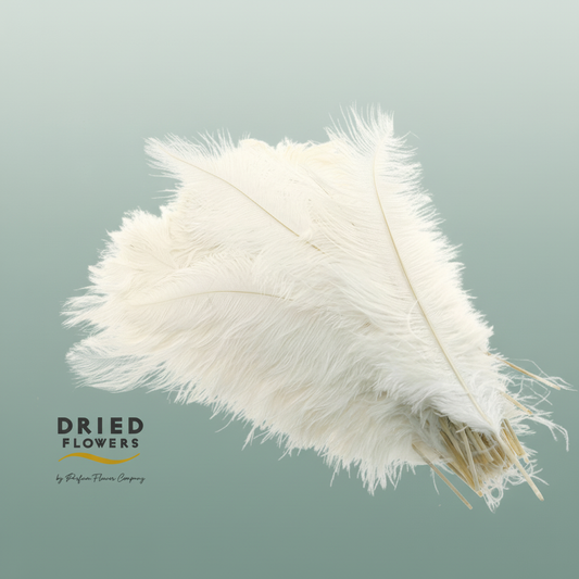 Dried Ostrich Feather White Big