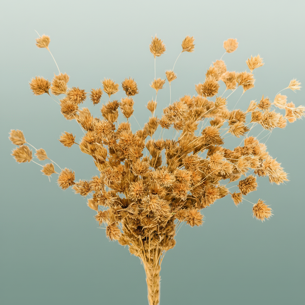 Dried Wheep. Bamboo Natural