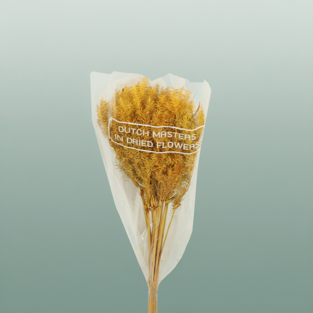 Dried Umbr. Plant Yellow