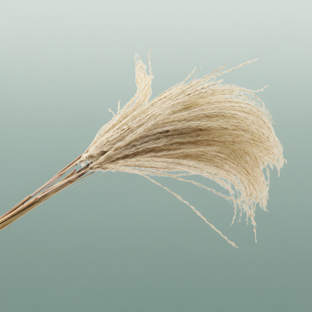 Dried Silver Grass Naturel