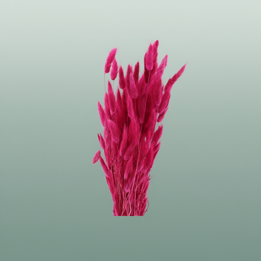 Dried Lagurus Cerise