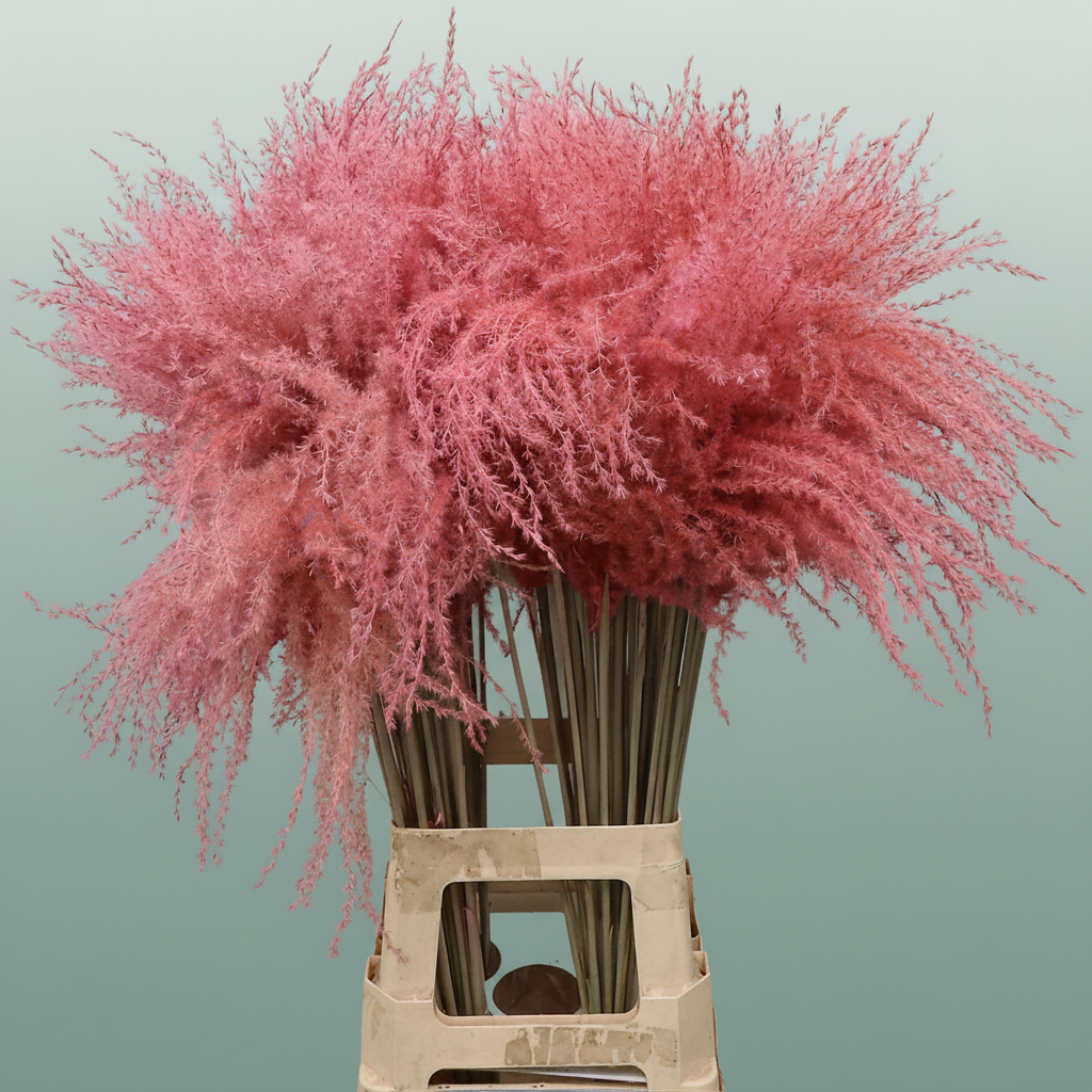 Dried Stipa Feather Light Pink