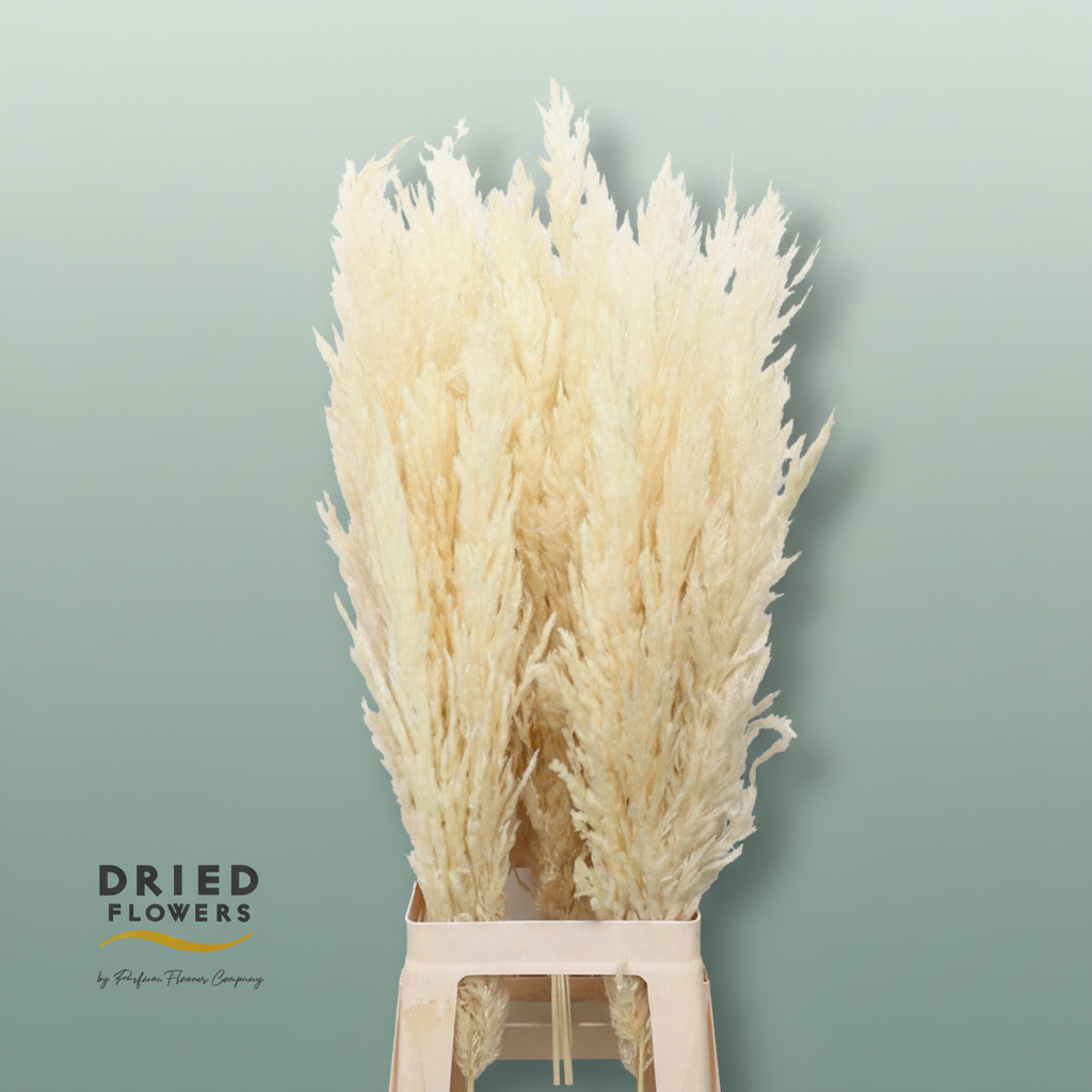 Dried Bleached Cortaderia Silver Star