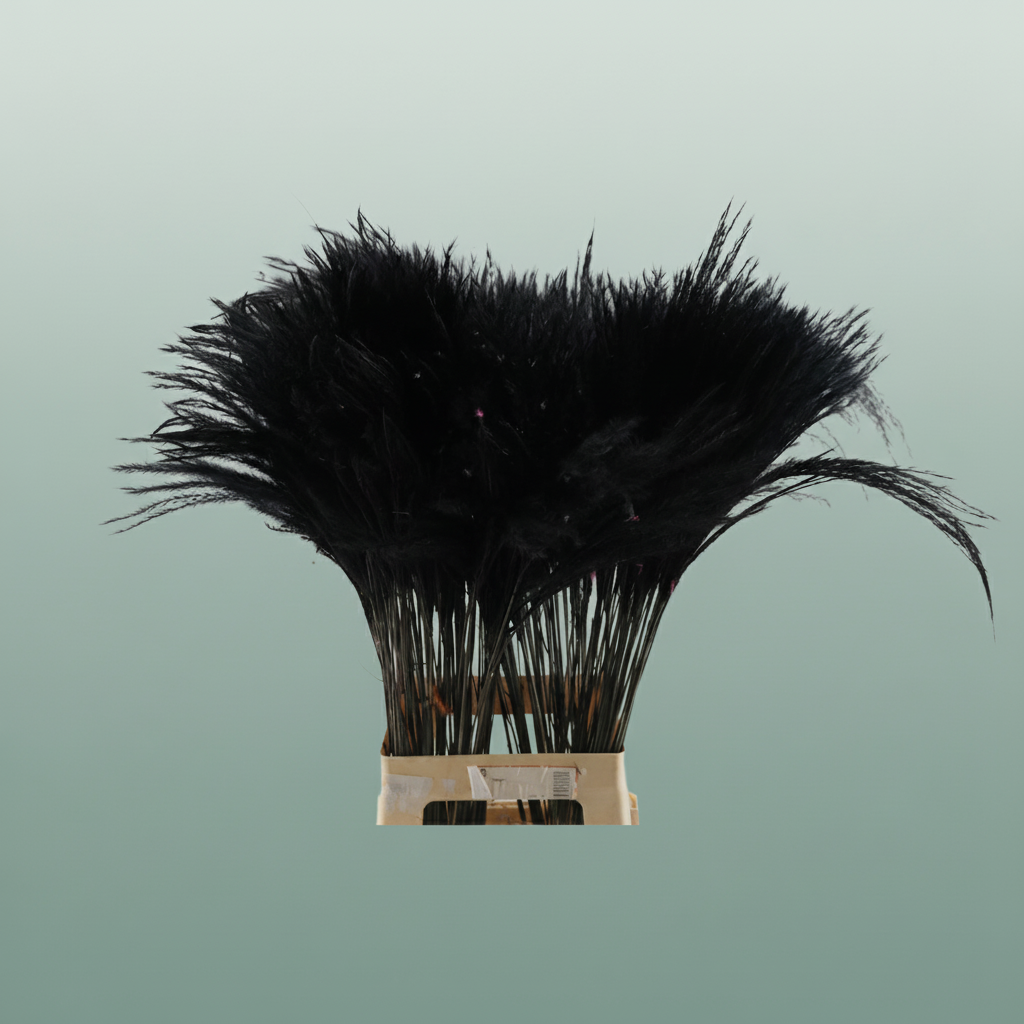 Dried Stipa Feather Black