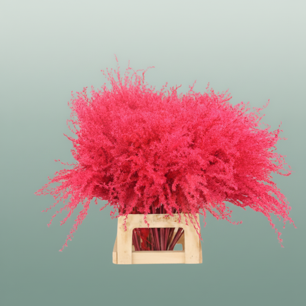Dried Stipa Feather Cerise P Stem