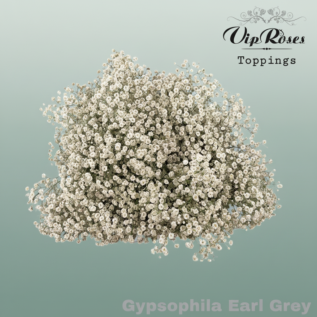 Gypsophila Dyed Earl Grey