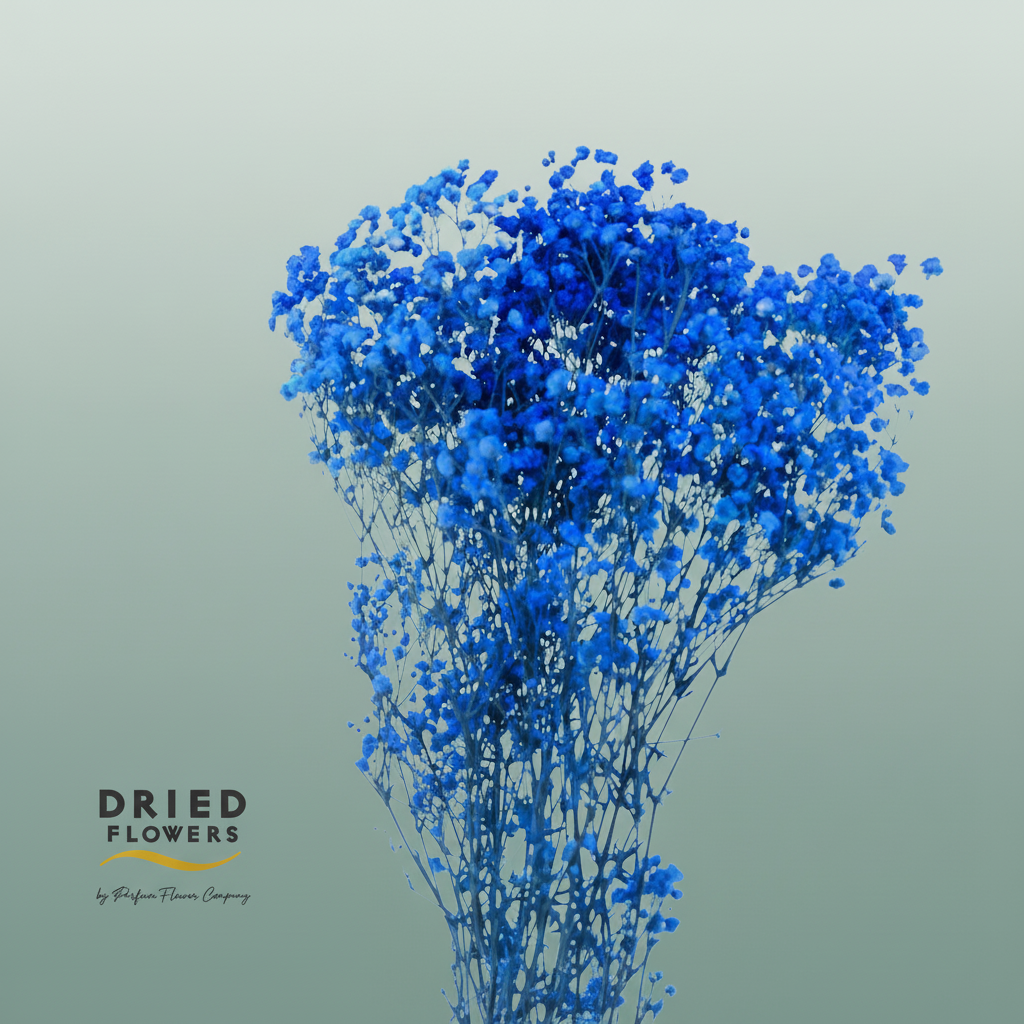 Dried Bleached Gypso Xlence Dark Blue