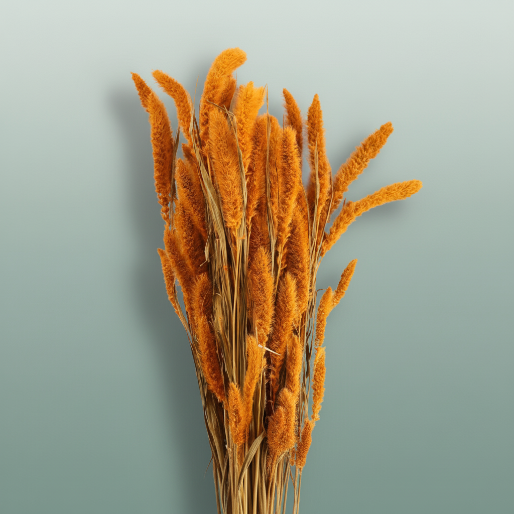 Dried Setaria Orange