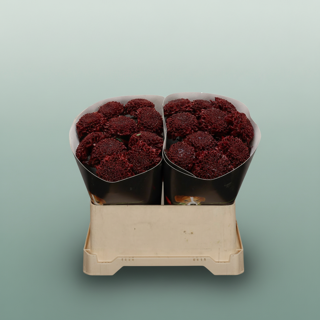 Wax Chrysanthemum Flaming Burgundy