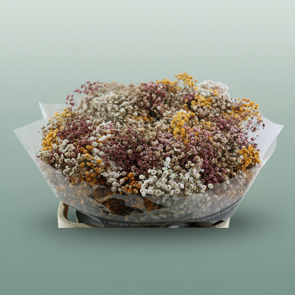 Gypsophila Dyed Rainbow Autumn