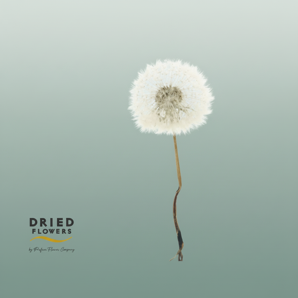 Dried Bleached Dandelion Regular Gelato Green