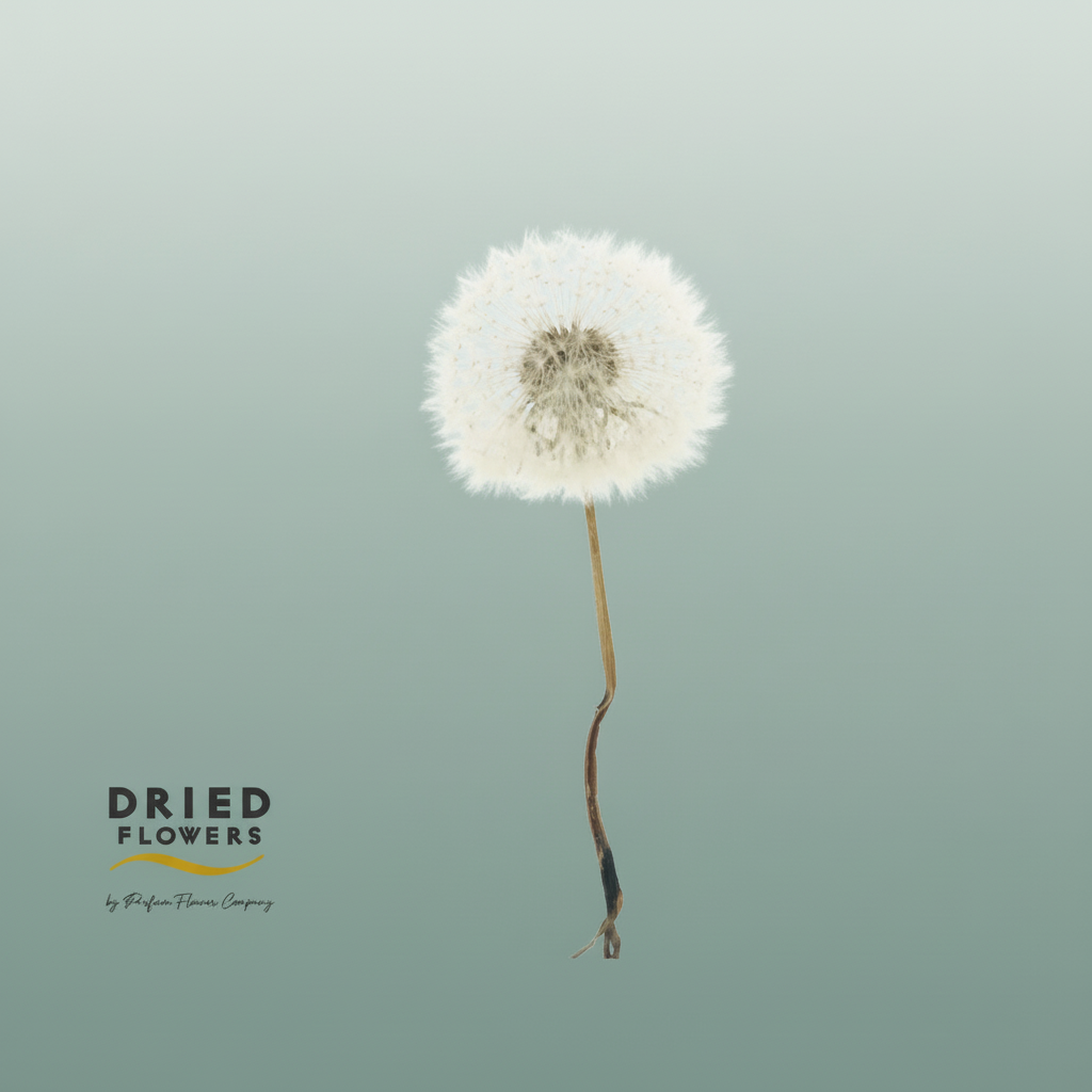 Dried Bleached Dandelion Regular Lighturple