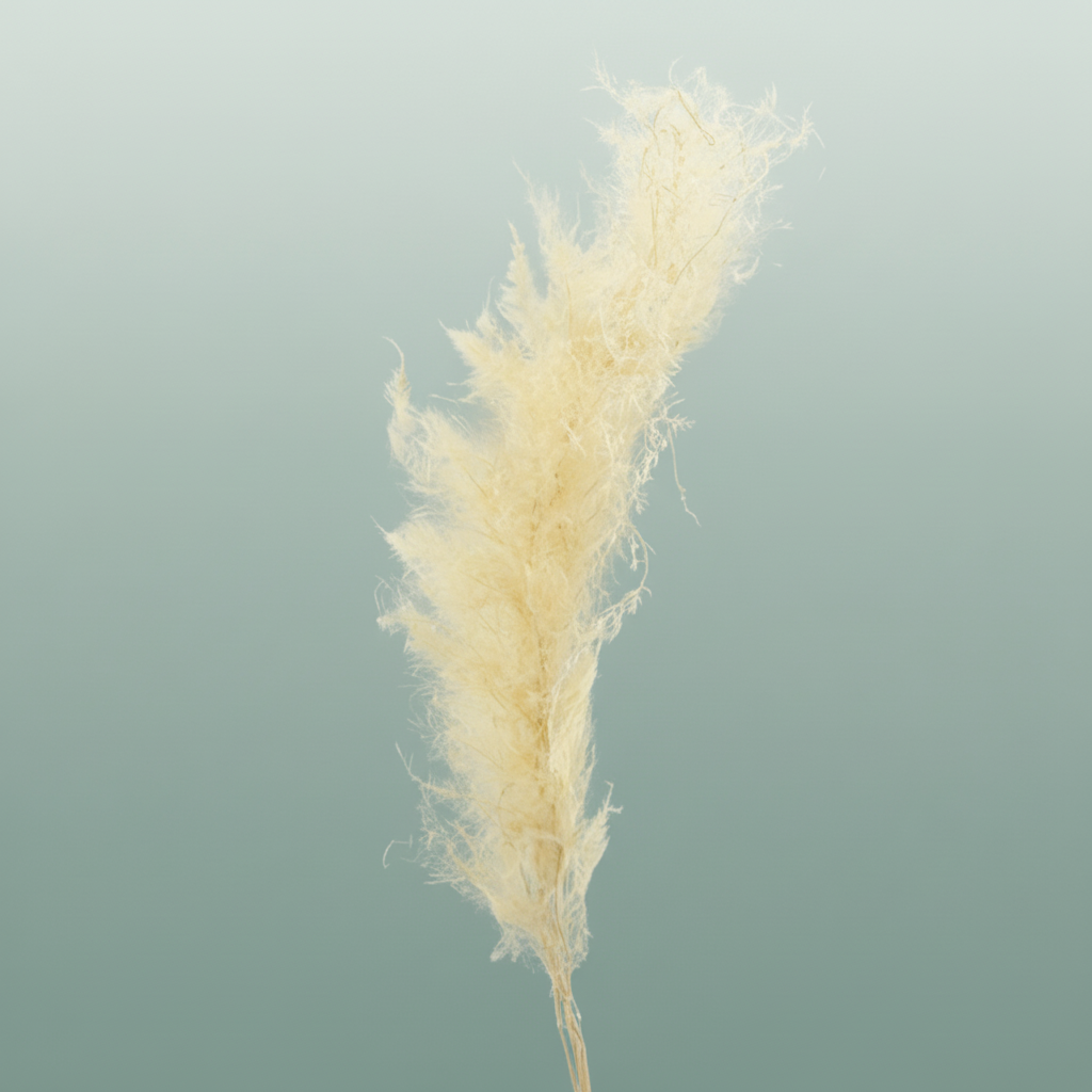 Pres Asparagus Bleached