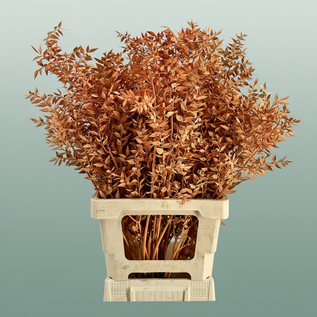 Dried Ruscus Aculeatus Autumn Orange