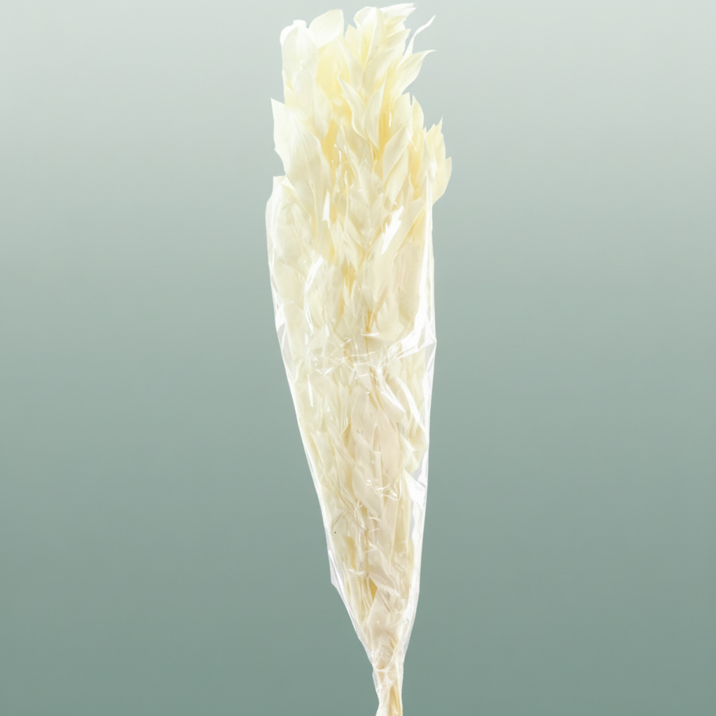 Pres Ruscus Gigante Bleached