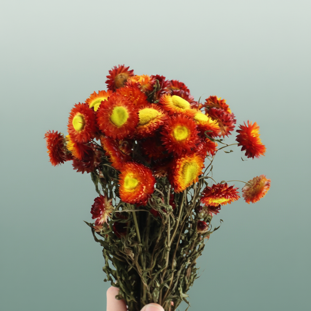 Dried Helichrysum Dark Orange