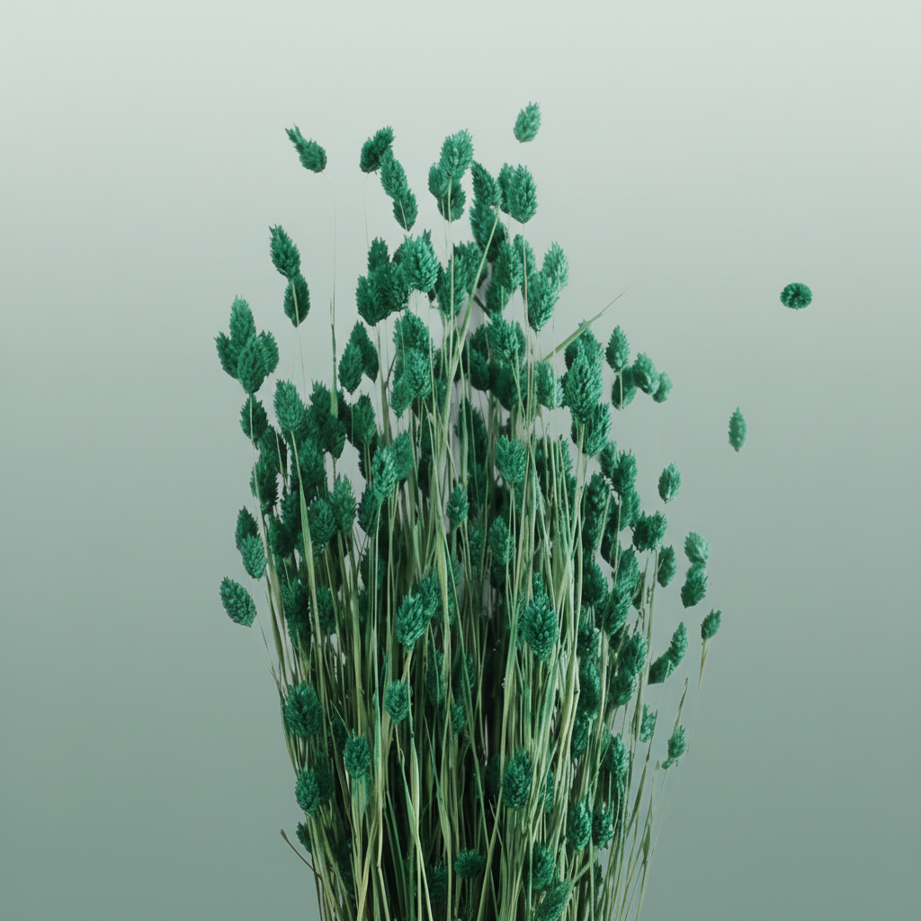 Dried Phalaris Dark Green