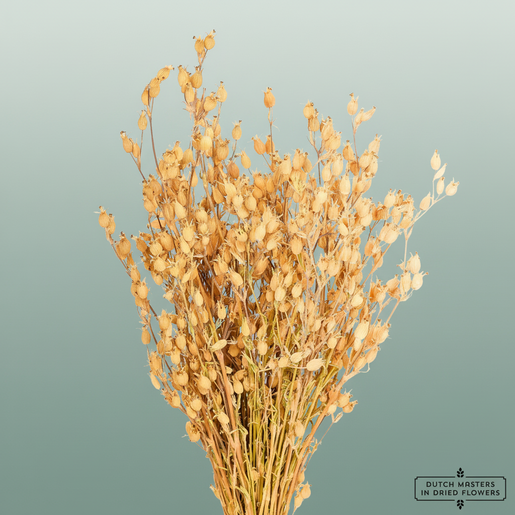 Dried Silene Natural