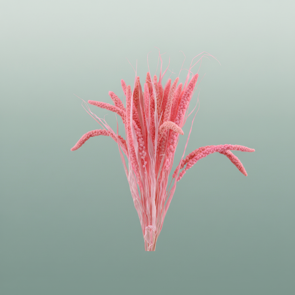 Dried Setaria Italica Pink