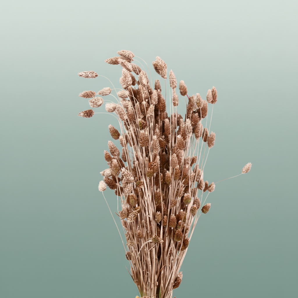 Dried Phalaris Champagne