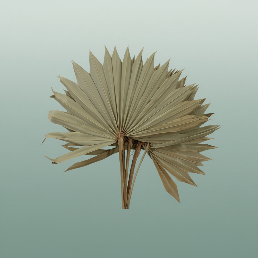 Dried Palm Sun Naturel