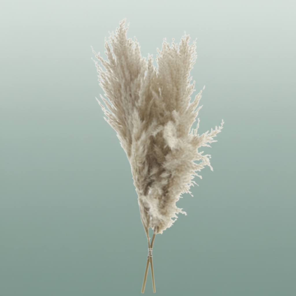 Dried Cortaderia Luxe Fluffy Cloud