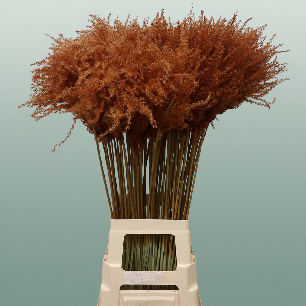 Dried Stipa Feather Chocolate