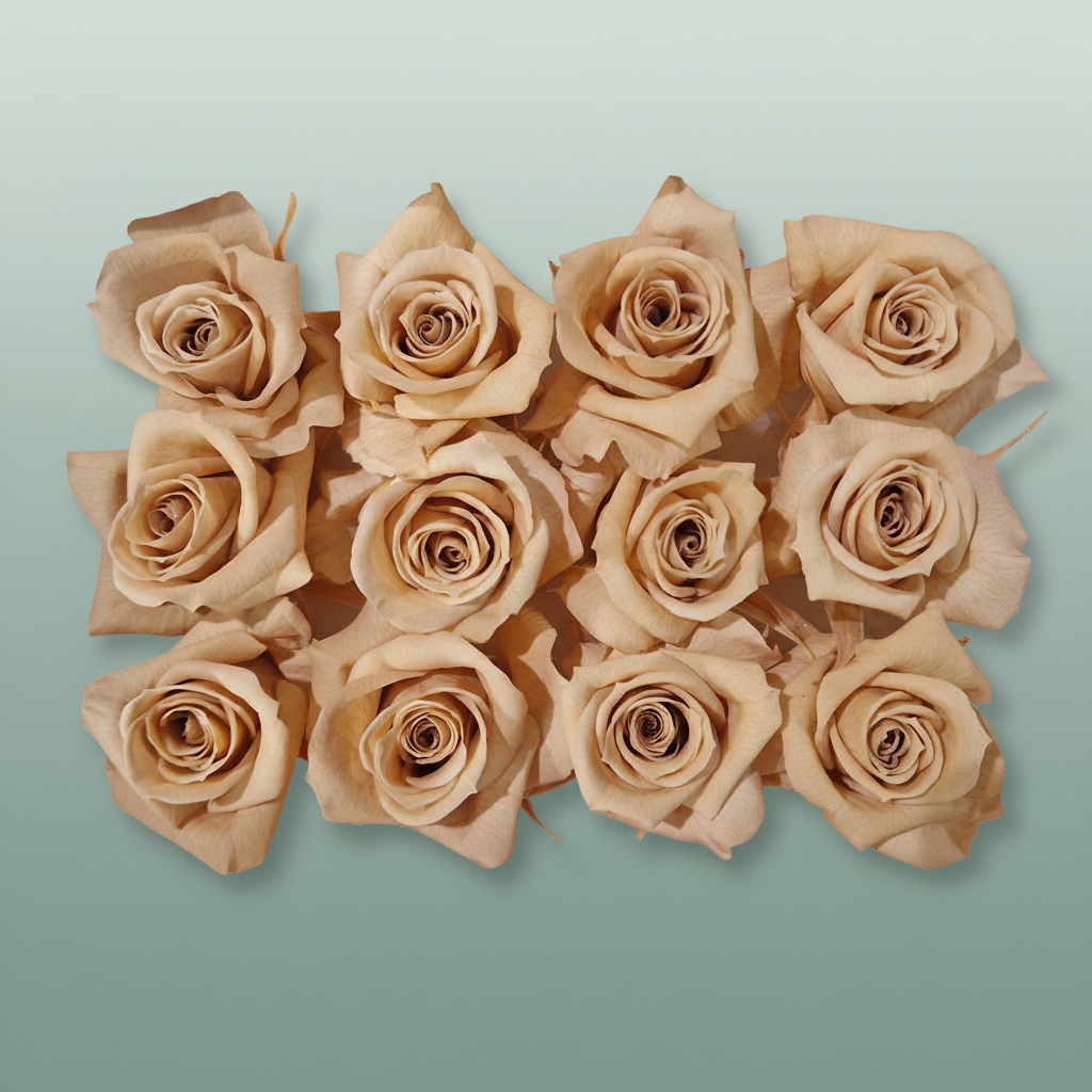 Rose Preserved Mini Apricot