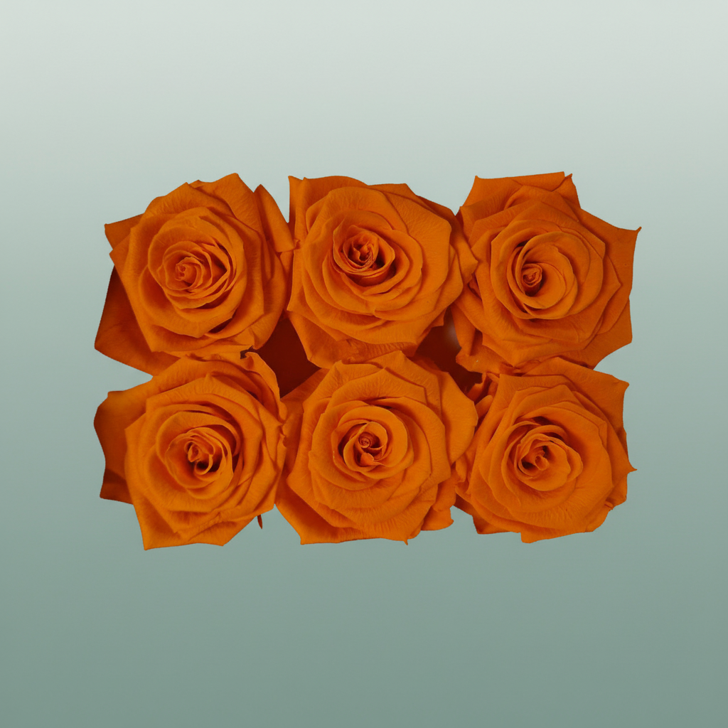 Rose Preserved Classic Orange