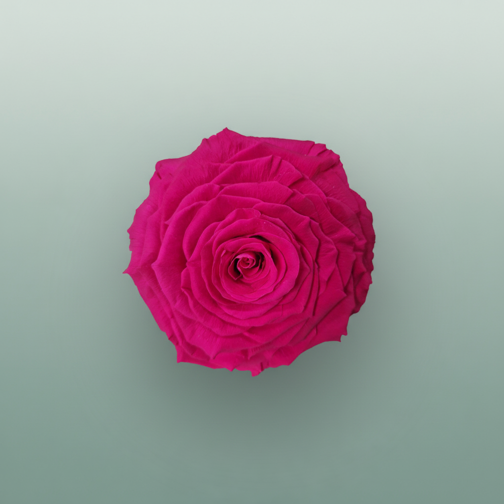 Rose Preserved Xl Fuchsia
