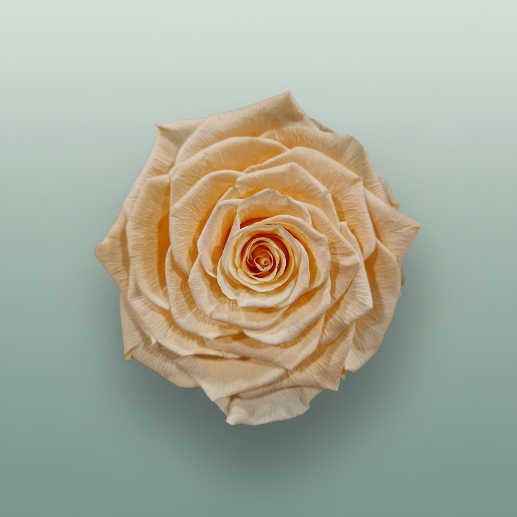 Rose Preserved Xl Peach