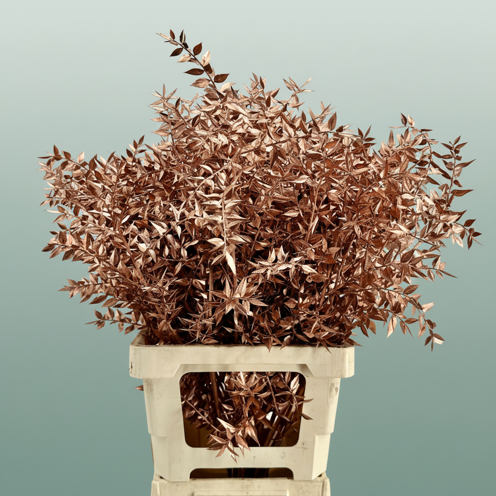Dried Ruscus Aculeatus Copper