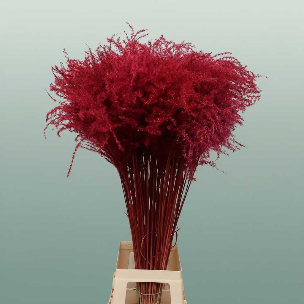 Dried Stipa Feather Red
