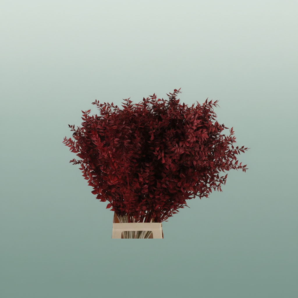 Pres Ruscus Bordeaux