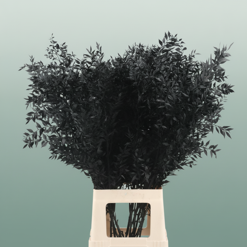 Pres Ruscus Black