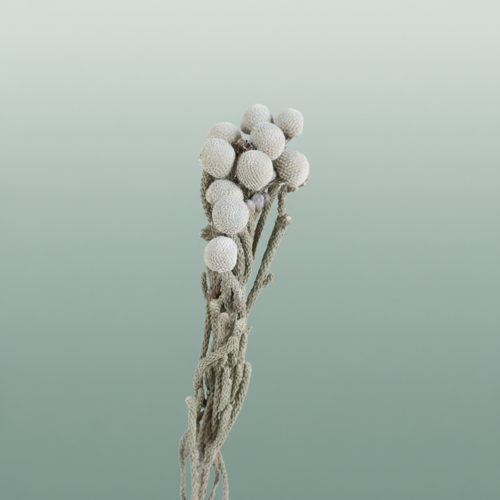 Dried Brunia Silver