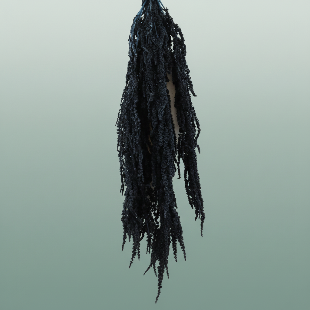 Pres Amaranthus Caud Lolita