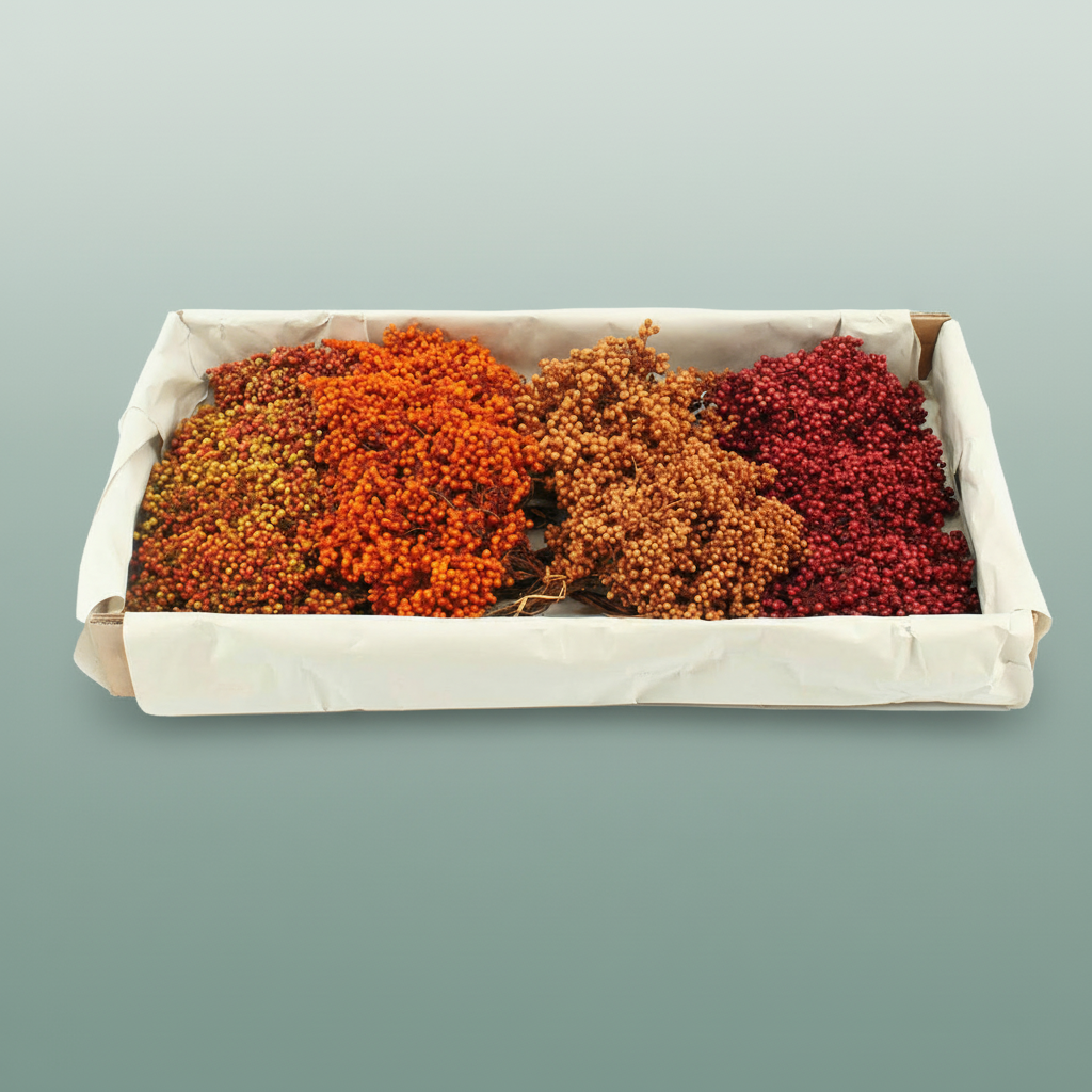 Schinus Mt Autumn Mix