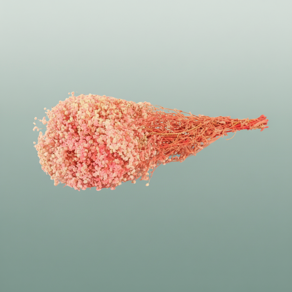 Pres Gypsophila Pink