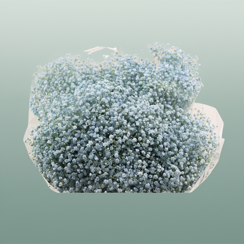 Gypsophila Dyed Grof Baby Blue