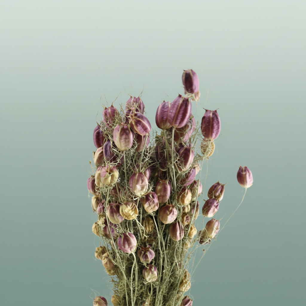 Dried Nigella Natural