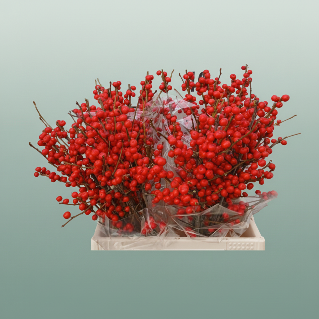 Ilex Berry Red
