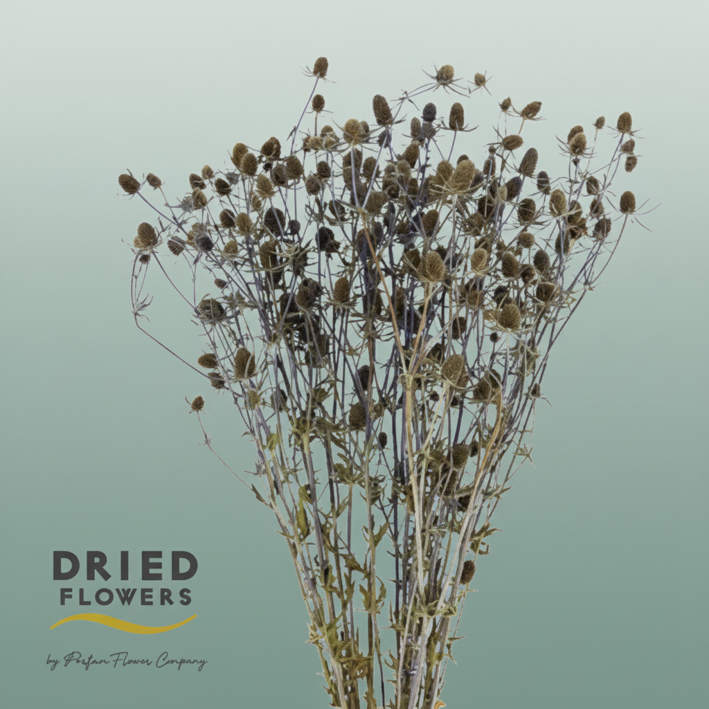 Dried Eryngium Blue