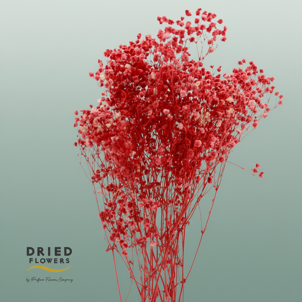 Dried Bleached Gypso Xlence Red