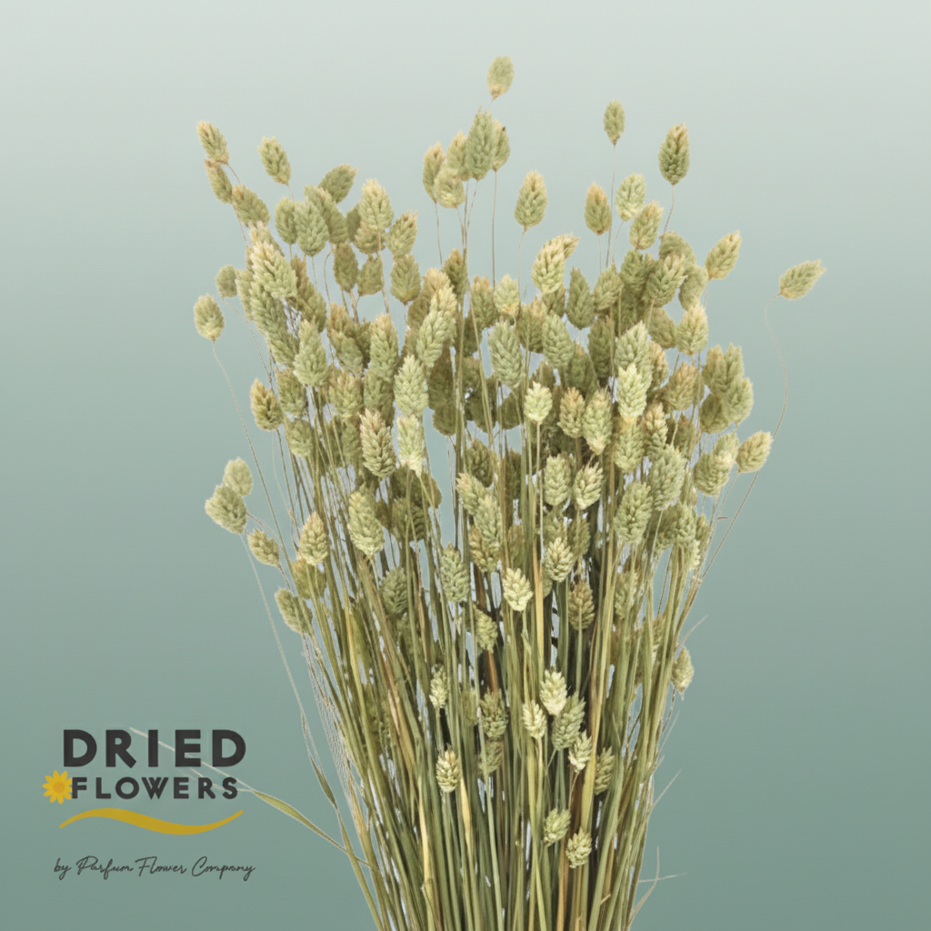 Dried Phalaris Canariensis Natural