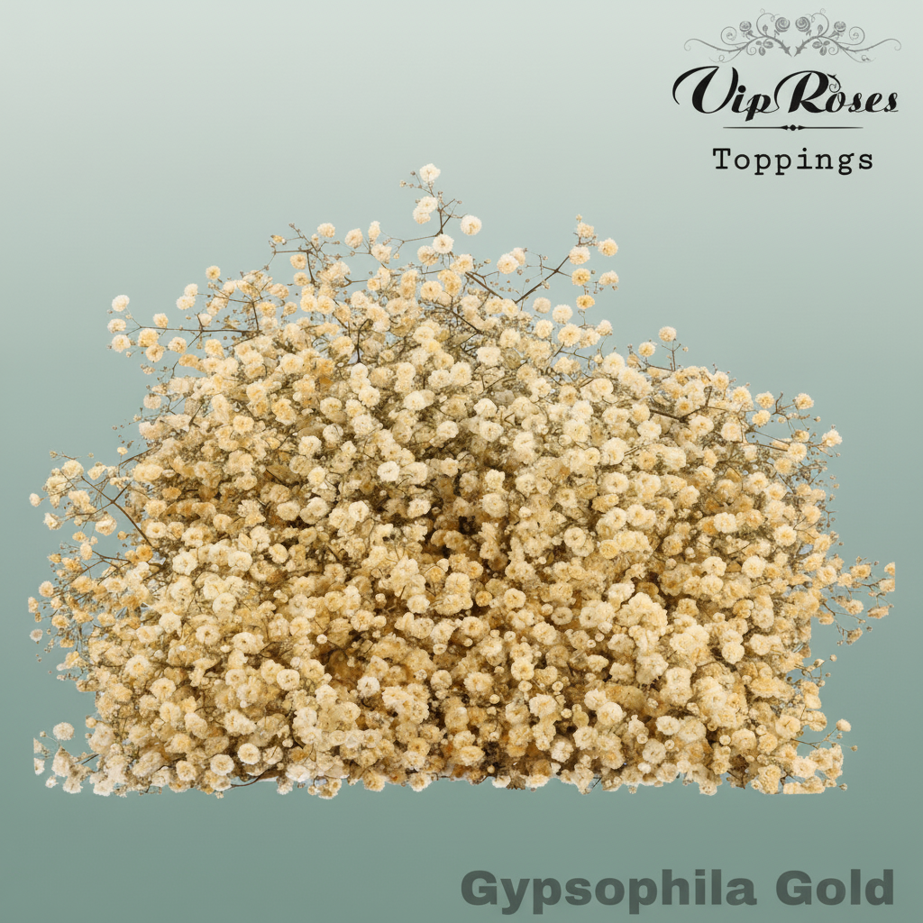Gypsophila Dyed Gold