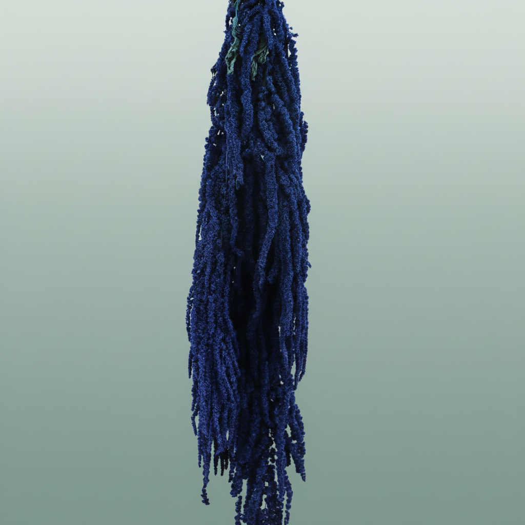 Pres Amaranthus Caud Dark Blue