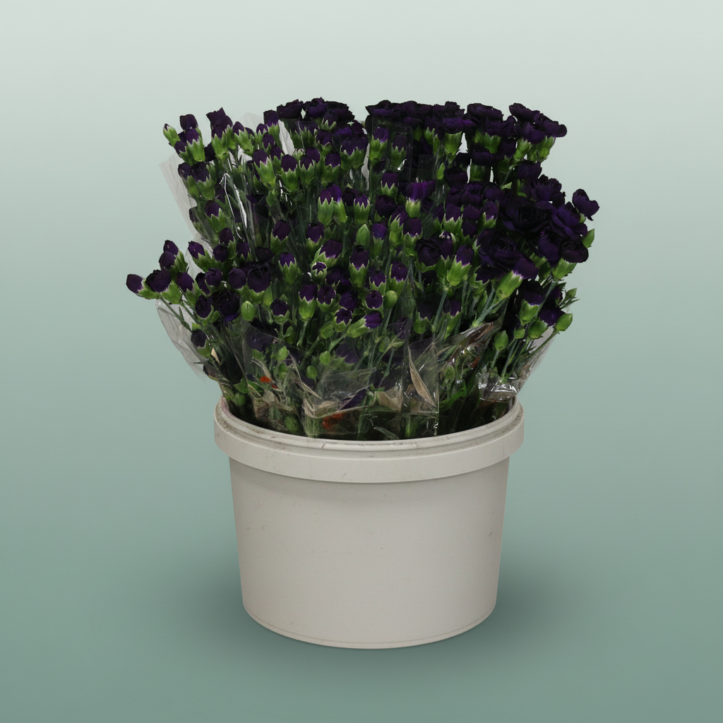 Carnation Spray Fl Moonvelvet